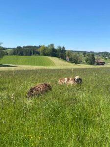 Eindrücke vom KunterBUNTenLEBENsHof 7
